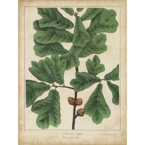 Oak Leaves and Acorns I White Modern Wood Framed Art Print by Torrey, John