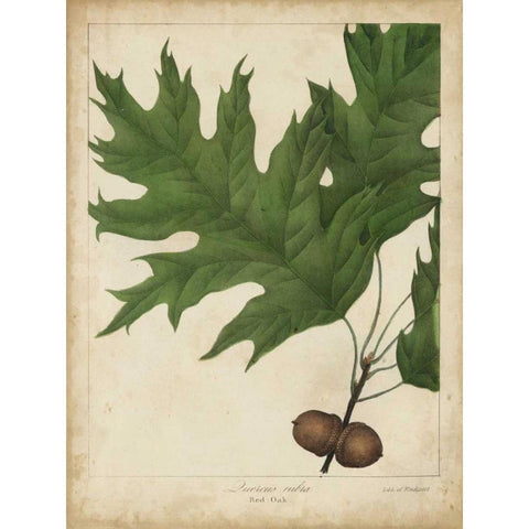 Oak Leaves and Acorns II Black Modern Wood Framed Art Print with Double Matting by Torrey, John