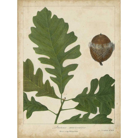 Oak Leaves and Acorns III Black Modern Wood Framed Art Print with Double Matting by Torrey, John