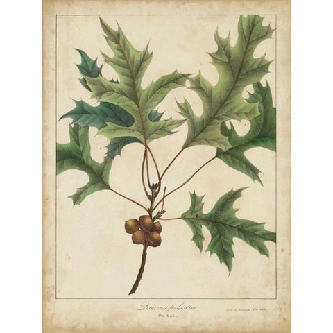 Oak Leaves and Acorns IV Gold Ornate Wood Framed Art Print with Double Matting by Torrey, John