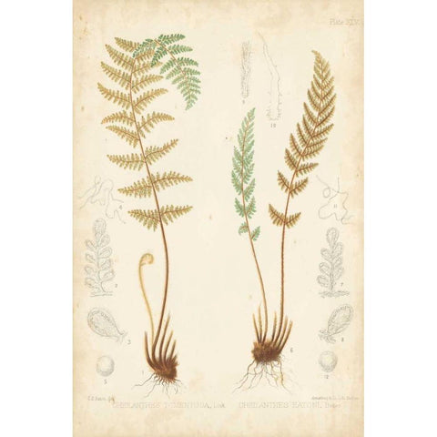 Fern Study I Black Modern Wood Framed Art Print with Double Matting by Vision Studio