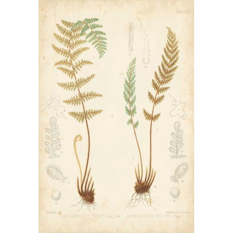 Fern Study I Gold Ornate Wood Framed Art Print with Double Matting by Vision Studio