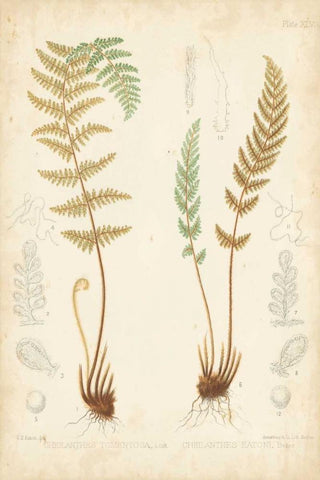 Fern Study I Black Ornate Wood Framed Art Print with Double Matting by Vision Studio
