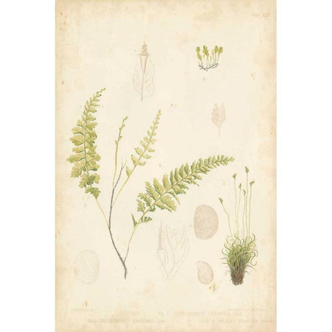 Fern Study IV Gold Ornate Wood Framed Art Print with Double Matting by Vision Studio