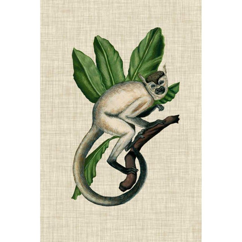 Canopy Monkey IV White Modern Wood Framed Art Print by McCavitt, Naomi