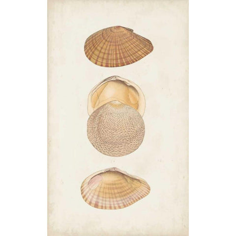 Antiquarian Shell Study I Gold Ornate Wood Framed Art Print with Double Matting by Vision Studio