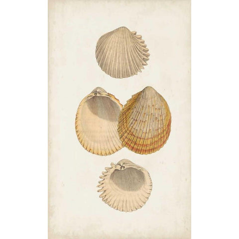 Antiquarian Shell Study II White Modern Wood Framed Art Print by Vision Studio