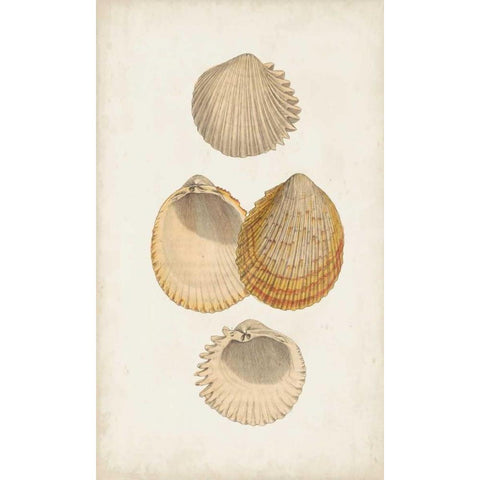 Antiquarian Shell Study II Black Modern Wood Framed Art Print with Double Matting by Vision Studio