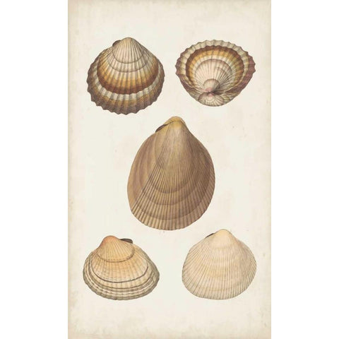 Antiquarian Shell Study III White Modern Wood Framed Art Print by Vision Studio