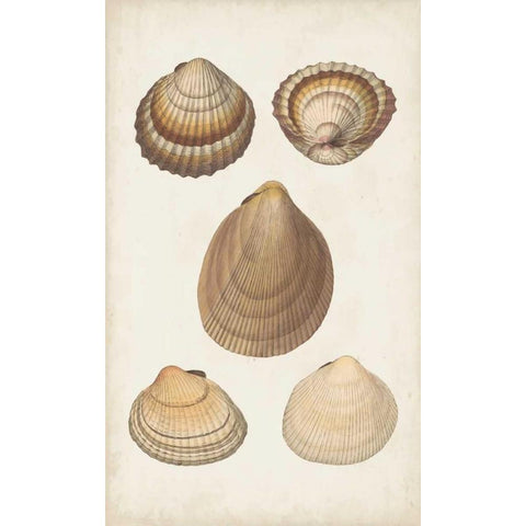 Antiquarian Shell Study III Gold Ornate Wood Framed Art Print with Double Matting by Vision Studio