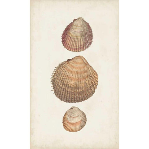 Antiquarian Shell Study IV Gold Ornate Wood Framed Art Print with Double Matting by Vision Studio