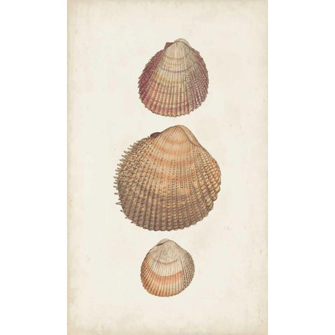 Antiquarian Shell Study IV Black Modern Wood Framed Art Print by Vision Studio