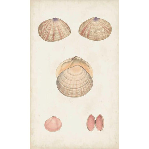 Antiquarian Shell Study V Gold Ornate Wood Framed Art Print with Double Matting by Vision Studio