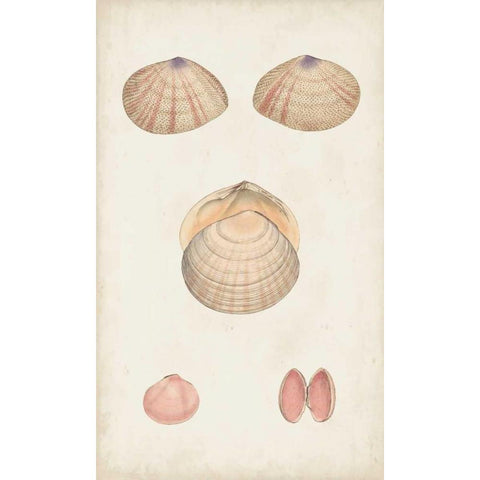 Antiquarian Shell Study V Black Modern Wood Framed Art Print by Vision Studio