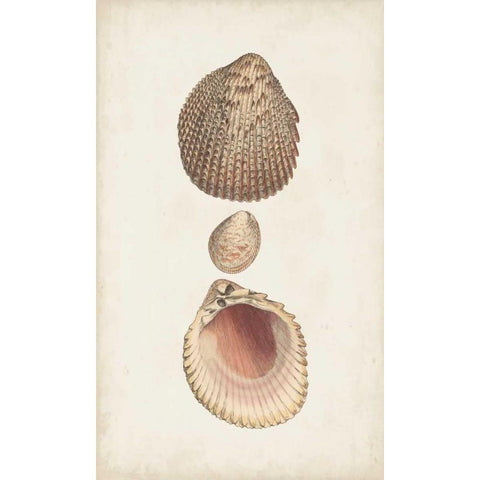 Antiquarian Shell Study VI Black Modern Wood Framed Art Print with Double Matting by Vision Studio