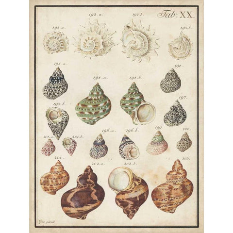 Seashell Synopsis I White Modern Wood Framed Art Print by Vision Studio