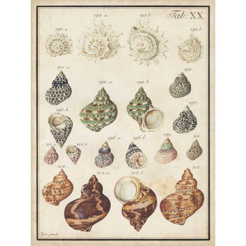 Seashell Synopsis I Gold Ornate Wood Framed Art Print with Double Matting by Vision Studio