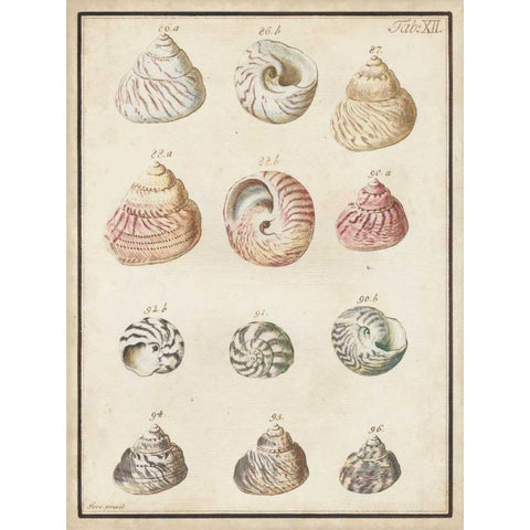 Seashell Synopsis II Black Modern Wood Framed Art Print with Double Matting by Vision Studio