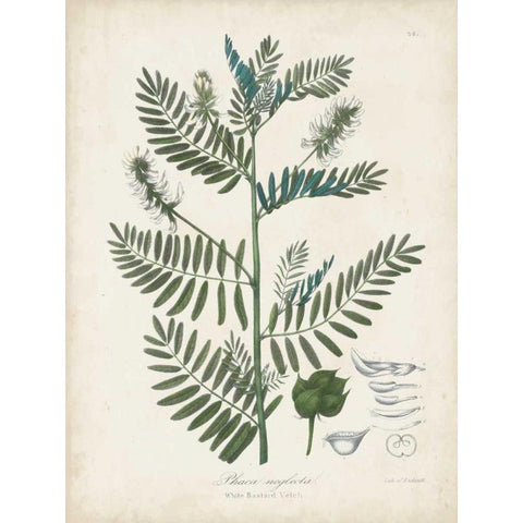 Flowering Flora I White Modern Wood Framed Art Print by Torrey, John