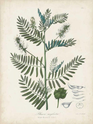 Flowering Flora I Black Ornate Wood Framed Art Print with Double Matting by Torrey, John