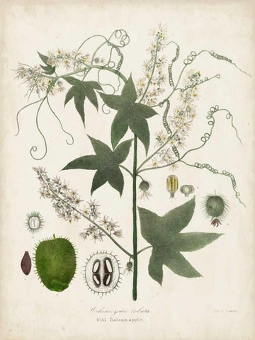 Flowering Flora II Black Ornate Wood Framed Art Print with Double Matting by Torrey, John