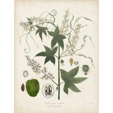 Flowering Flora II Black Modern Wood Framed Art Print by Torrey, John