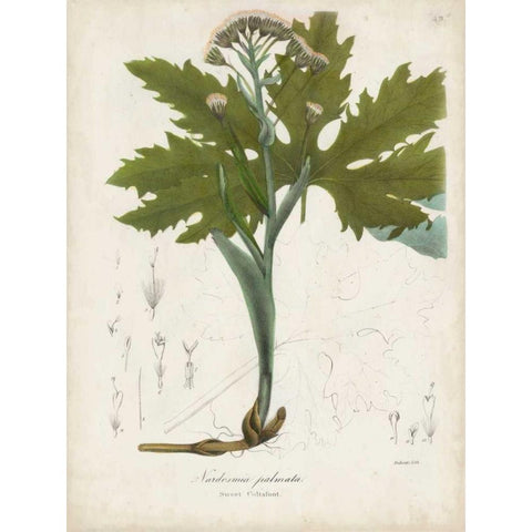 Flowering Flora III Black Modern Wood Framed Art Print with Double Matting by Torrey, John