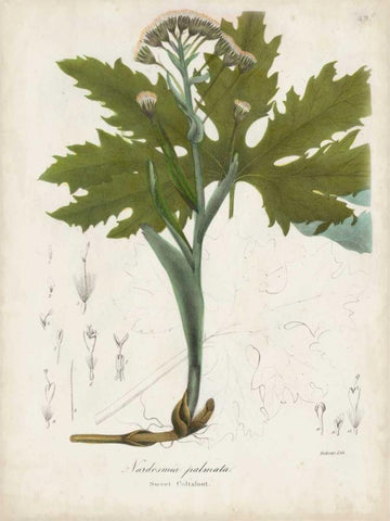 Flowering Flora III Black Ornate Wood Framed Art Print with Double Matting by Torrey, John