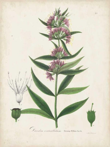 Flowering Flora IV Black Ornate Wood Framed Art Print with Double Matting by Torrey, John