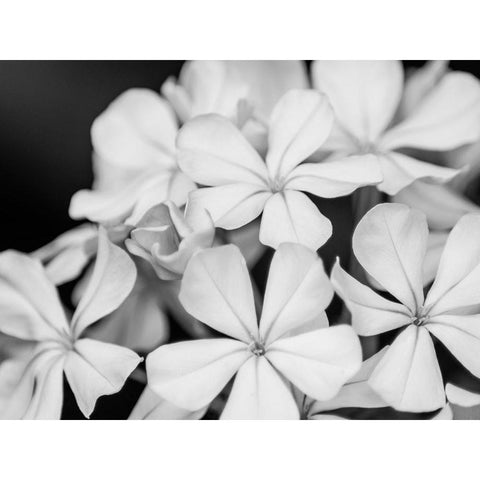 Botanical Under Cold Moonlight I Black Modern Wood Framed Art Print with Double Matting by Bane, Eva