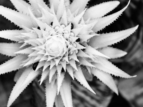 Botanical Under Cold Moonlight II Black Ornate Wood Framed Art Print with Double Matting by Bane, Eva