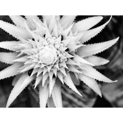 Botanical Under Cold Moonlight II Black Modern Wood Framed Art Print with Double Matting by Bane, Eva