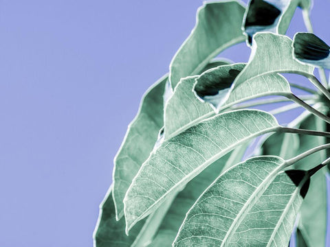 Clear Leaves on Blue I Black Ornate Wood Framed Art Print with Double Matting by Bane, Eva