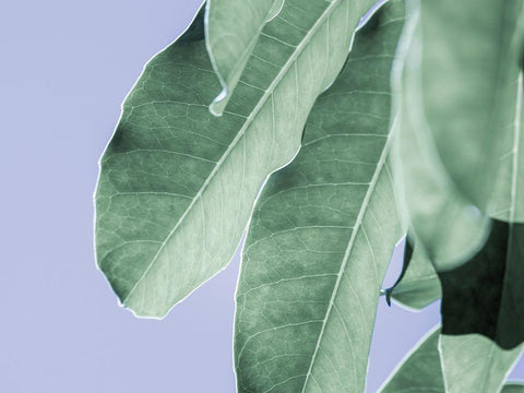 Clear Leaves on Blue II White Modern Wood Framed Art Print with Double Matting by Bane, Eva