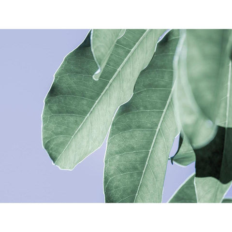 Clear Leaves on Blue II Black Modern Wood Framed Art Print by Bane, Eva