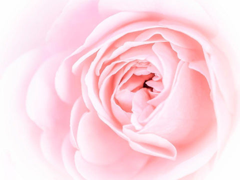 Pretty Pink Blooms I White Modern Wood Framed Art Print with Double Matting by Bane, Eva