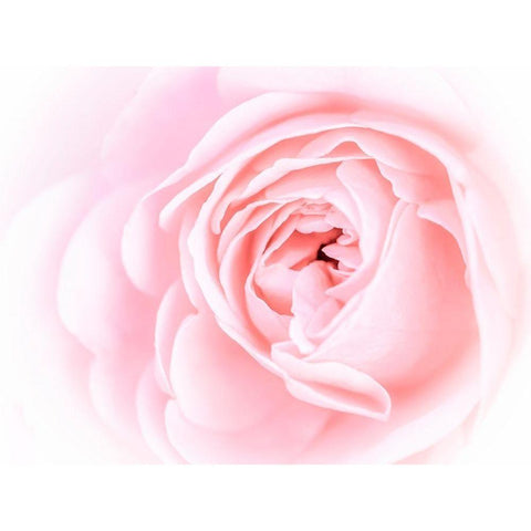 Pretty Pink Blooms I Black Modern Wood Framed Art Print with Double Matting by Bane, Eva