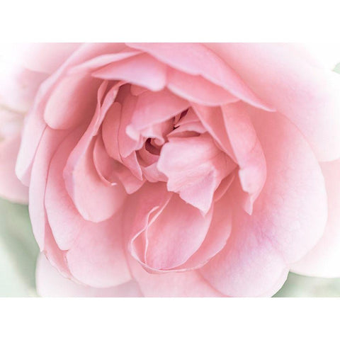 Pretty Pink Blooms II Gold Ornate Wood Framed Art Print with Double Matting by Bane, Eva