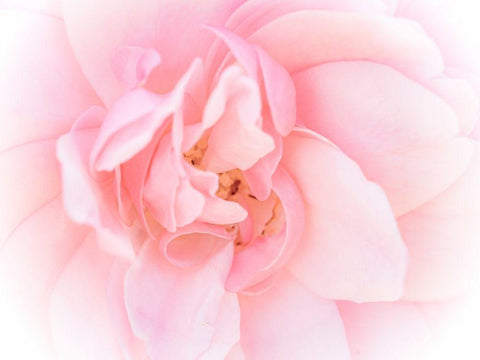 Pretty Pink Blooms III White Modern Wood Framed Art Print with Double Matting by Bane, Eva