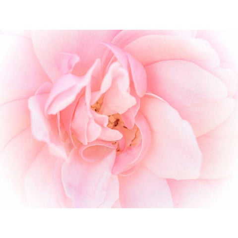 Pretty Pink Blooms III Black Modern Wood Framed Art Print by Bane, Eva