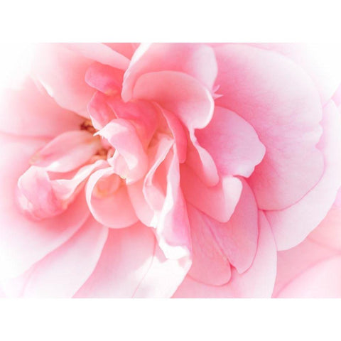 Pretty Pink Blooms IV White Modern Wood Framed Art Print by Bane, Eva
