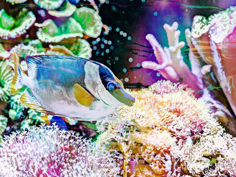 Vibrant Reef III Black Ornate Wood Framed Art Print with Double Matting by Bane, Eva