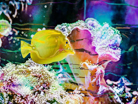 Vibrant Reef IV White Modern Wood Framed Art Print with Double Matting by Bane, Eva