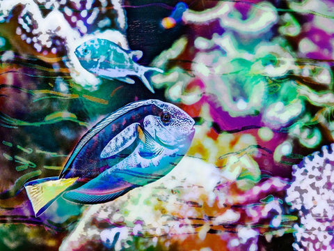 Vibrant Reef V White Modern Wood Framed Art Print with Double Matting by Bane, Eva