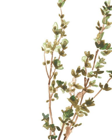 Earthtone Herbs II White Modern Wood Framed Art Print with Double Matting by Vess, June Erica