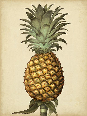 Brookshaw Antique Pineapple I White Modern Wood Framed Art Print with Double Matting by Brookshaw, George