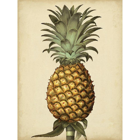 Brookshaw Antique Pineapple I Black Modern Wood Framed Art Print with Double Matting by Brookshaw, George