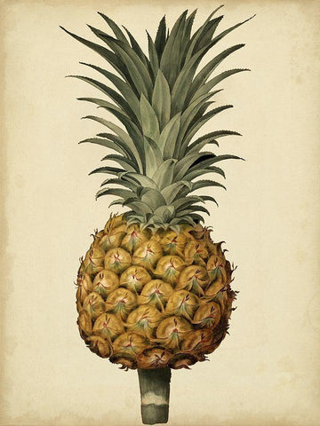 Brookshaw Antique Pineapple II White Modern Wood Framed Art Print with Double Matting by Brookshaw, George
