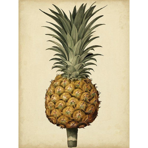 Brookshaw Antique Pineapple II Black Modern Wood Framed Art Print by Brookshaw, George
