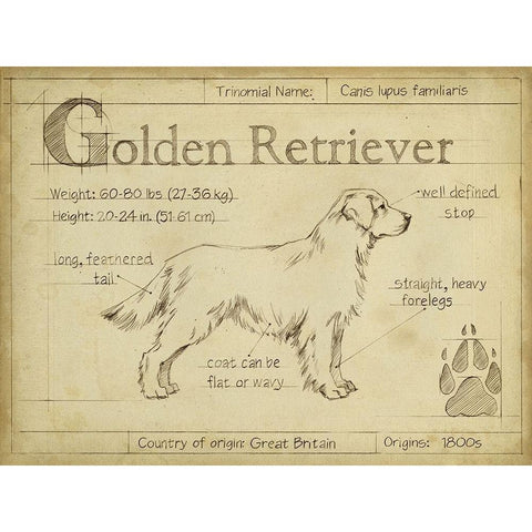 Antique Golden Retriever (ASH) White Modern Wood Framed Art Print by Harper, Ethan